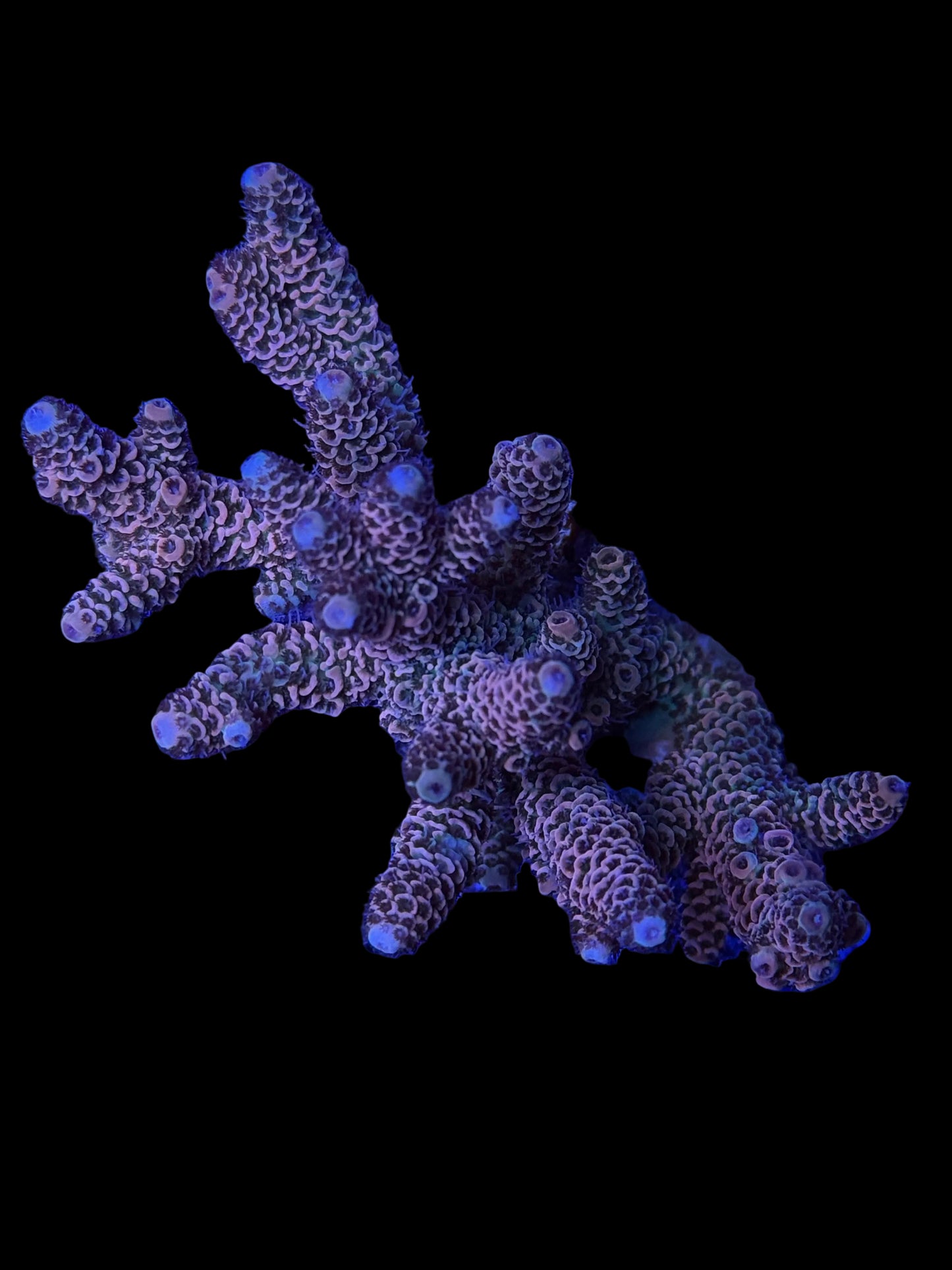 Indo Acropora Wysiwyg 6