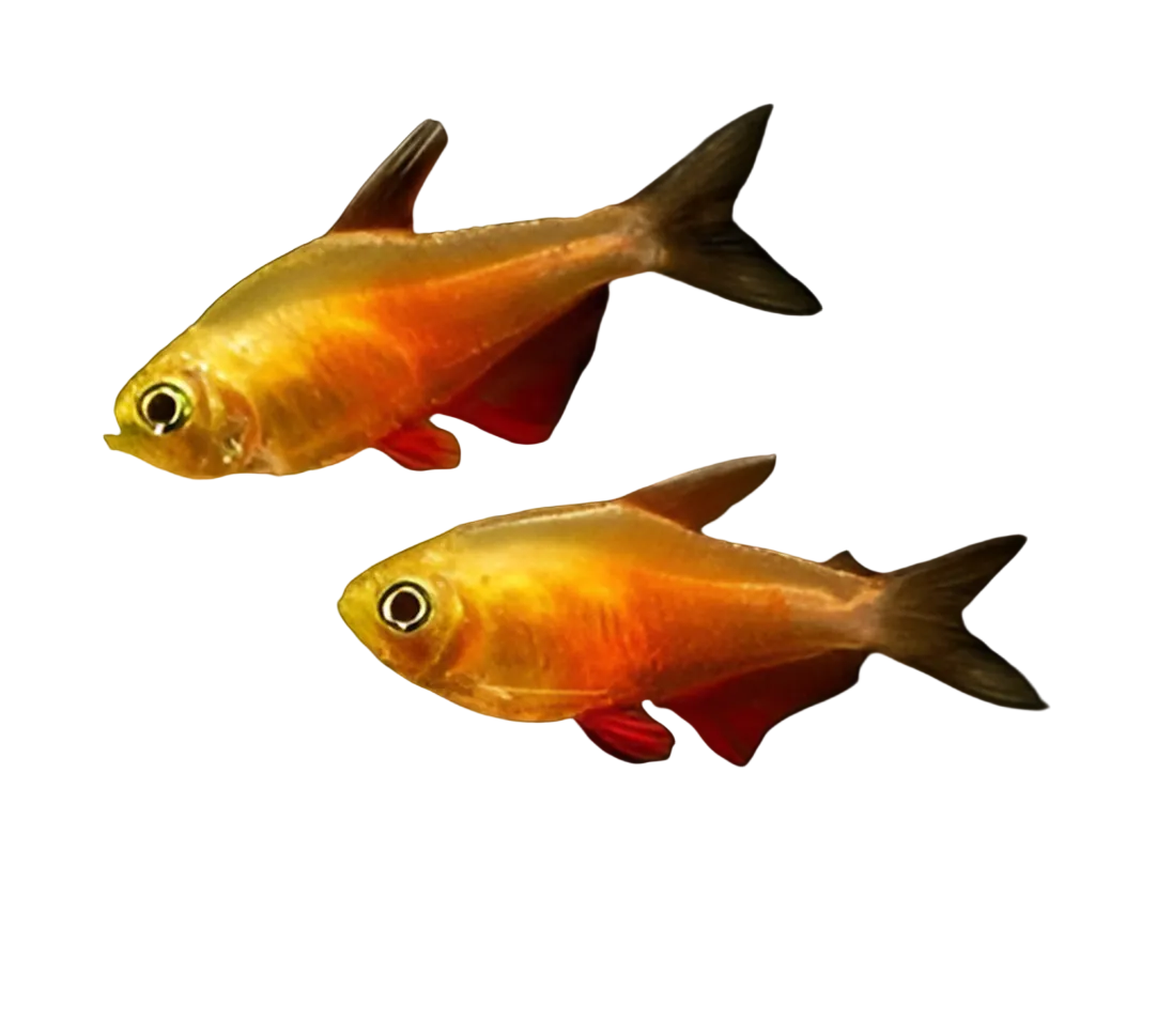 Orange Von Rio Flame Tetra - Hyphessobrycon flammeus Concrete Blonde Aquatics