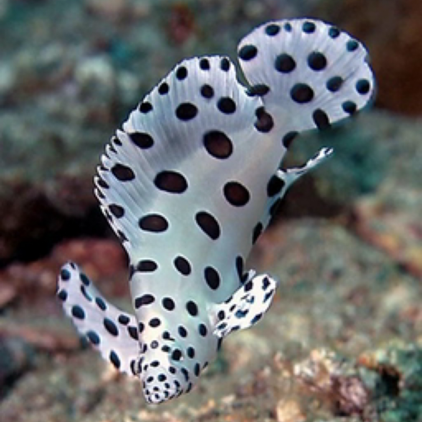 Panther Grouper Juvenile