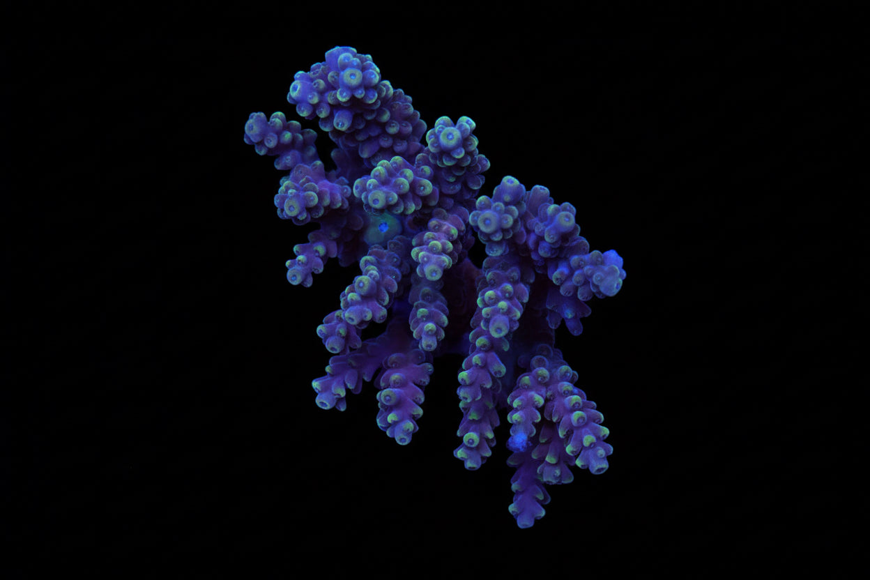 Indo Acropora Wysiwyg 14