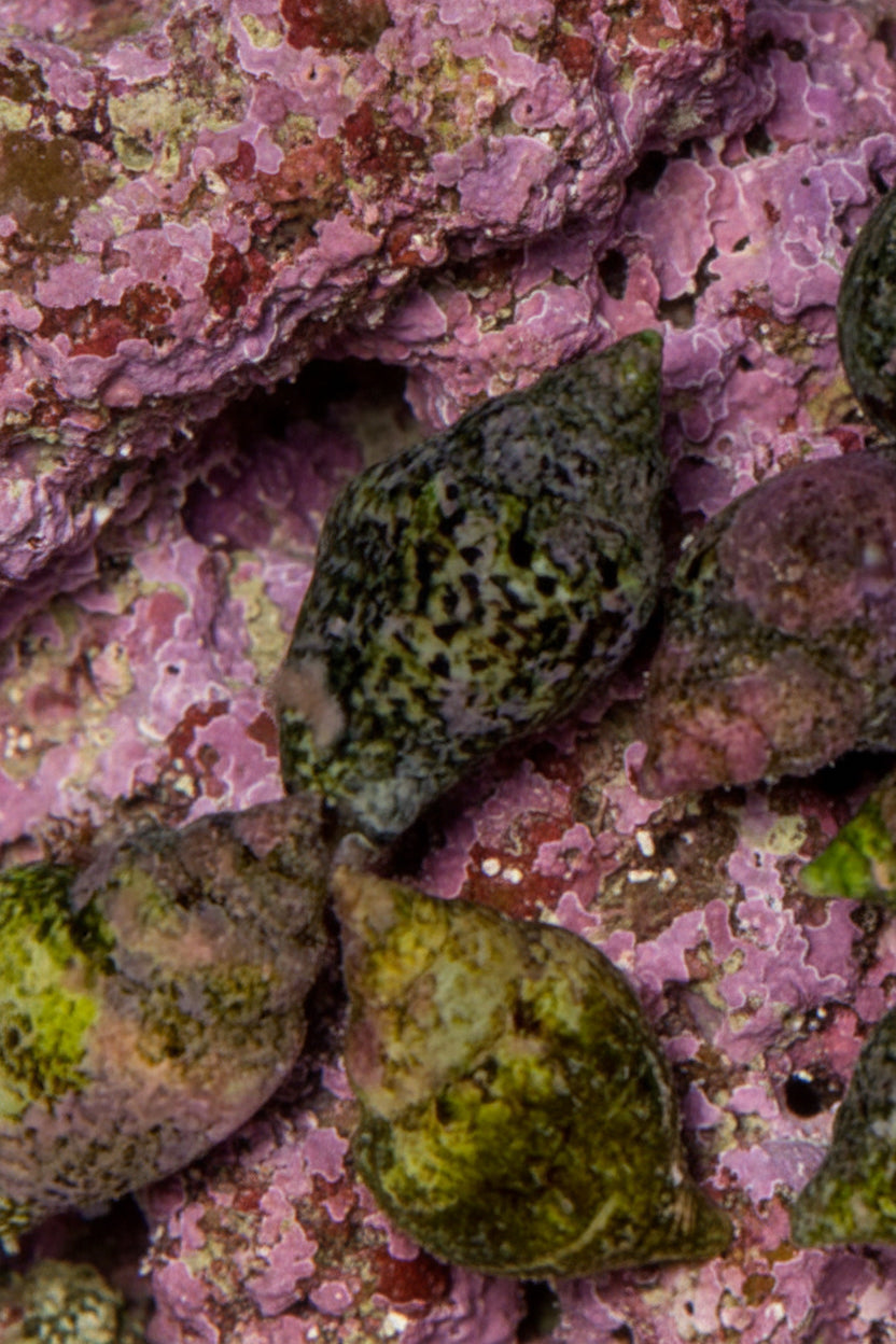 Dove Snail