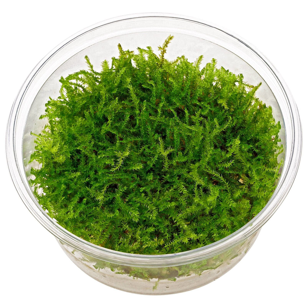 Vesicularia montagnei 'Christmas Moss' portion cup Tropica