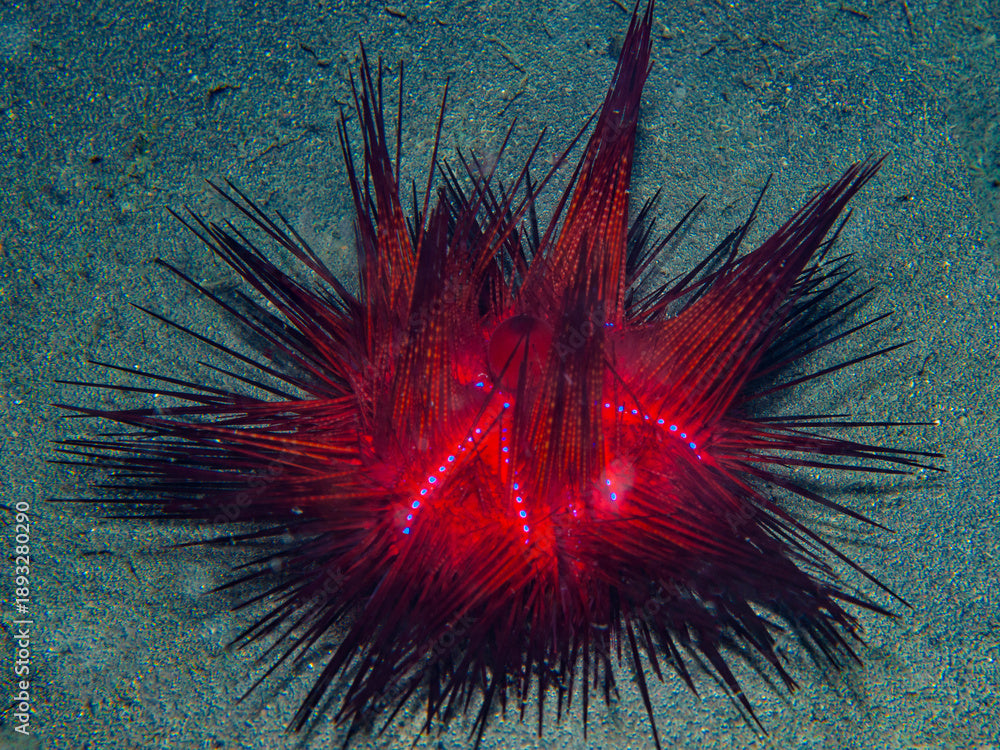 Radiant Cushion Urchin Concrete Blonde Aquatics