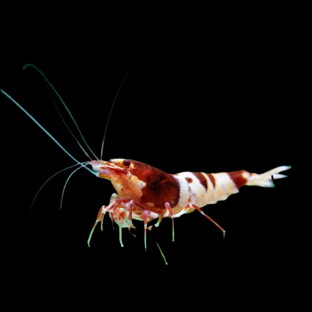 Red King Kong Shrimp (Caridina serrata)