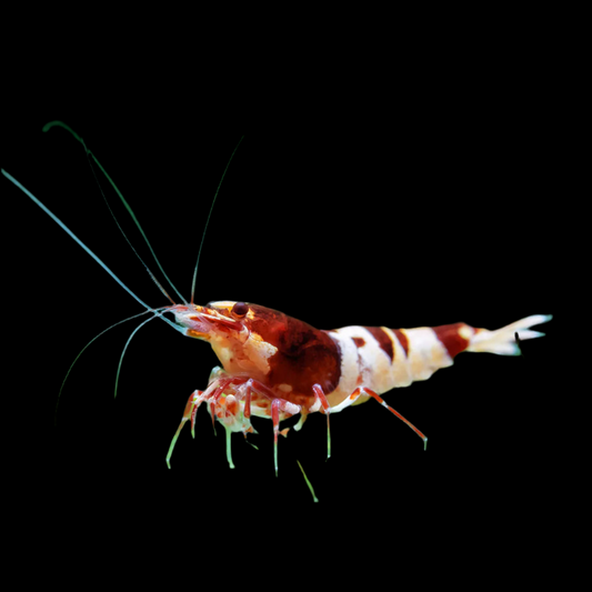 Red King Kong Shrimp (Caridina serrata)