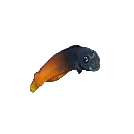 Bi-Colour Blenny Concrete Blonde Aquatics