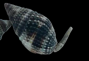 Nassarius Super Snail