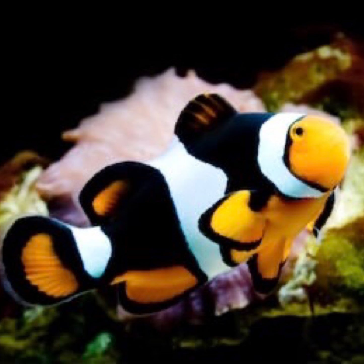 Captive Bred Black Photon Clownfish
