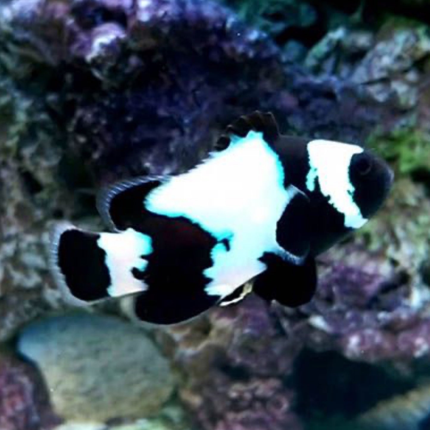 Captive Bred Phantom Clownfish