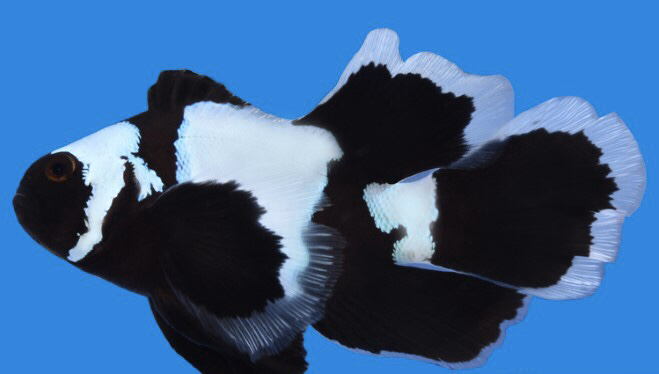 Captive Bred Phantom Longfin Clownfish