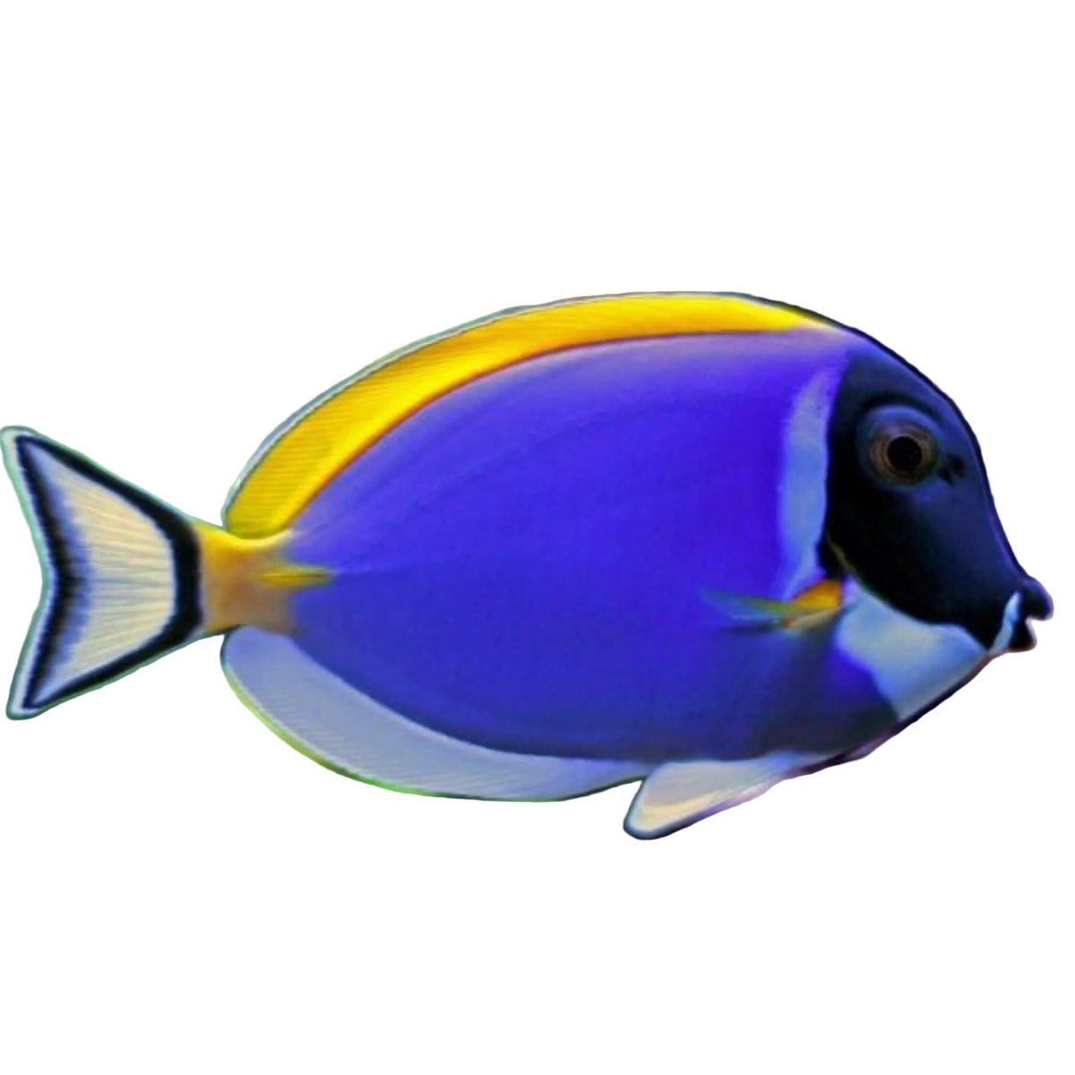 Powder Blue Tang Acanthurus Leucosternon - Maldives Concrete Blonde Aquatics