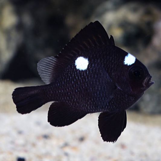 Tatlong Spot Damsel Dascyllus Trimaculatus