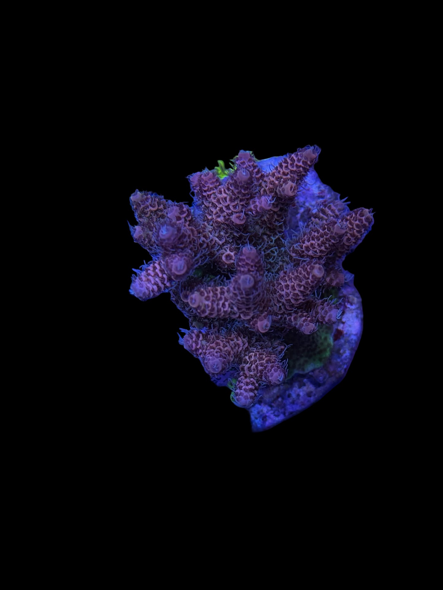 Indo Acropora Wysiwyg 15