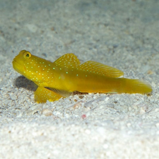 Dilaw na Bantay Goby