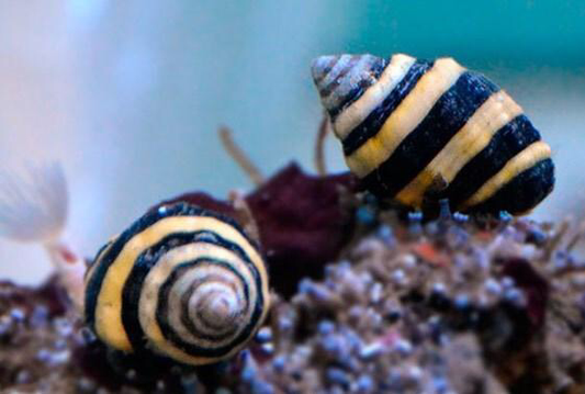 Bumblebee snails