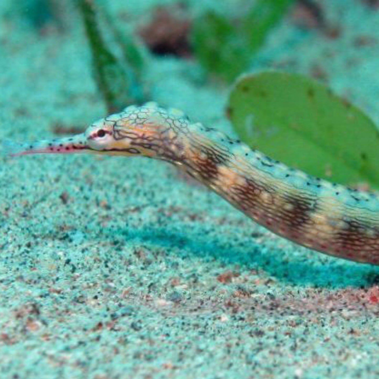 Dragon face Pipefish
