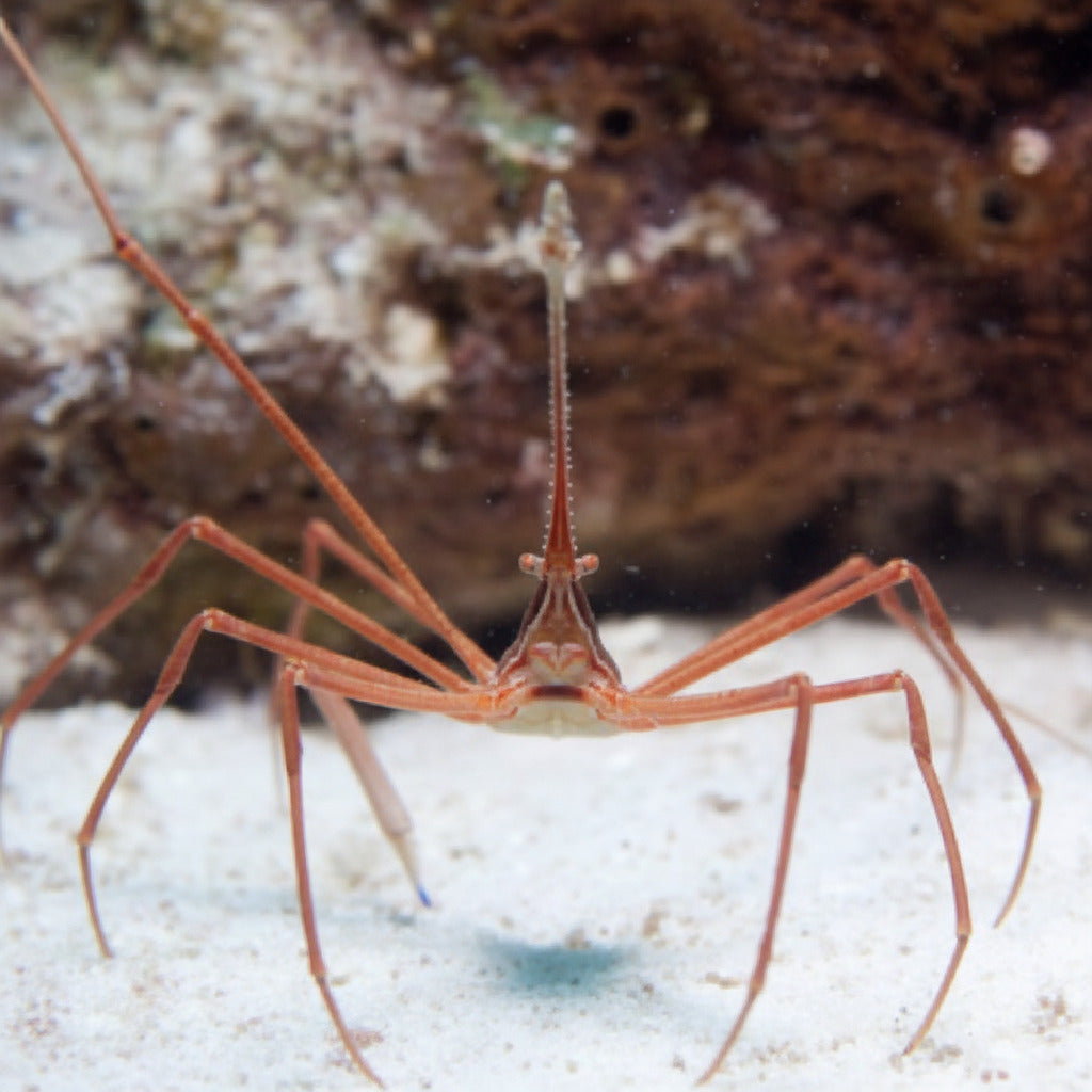 Arrow Crab Stenorhynchus seticornis