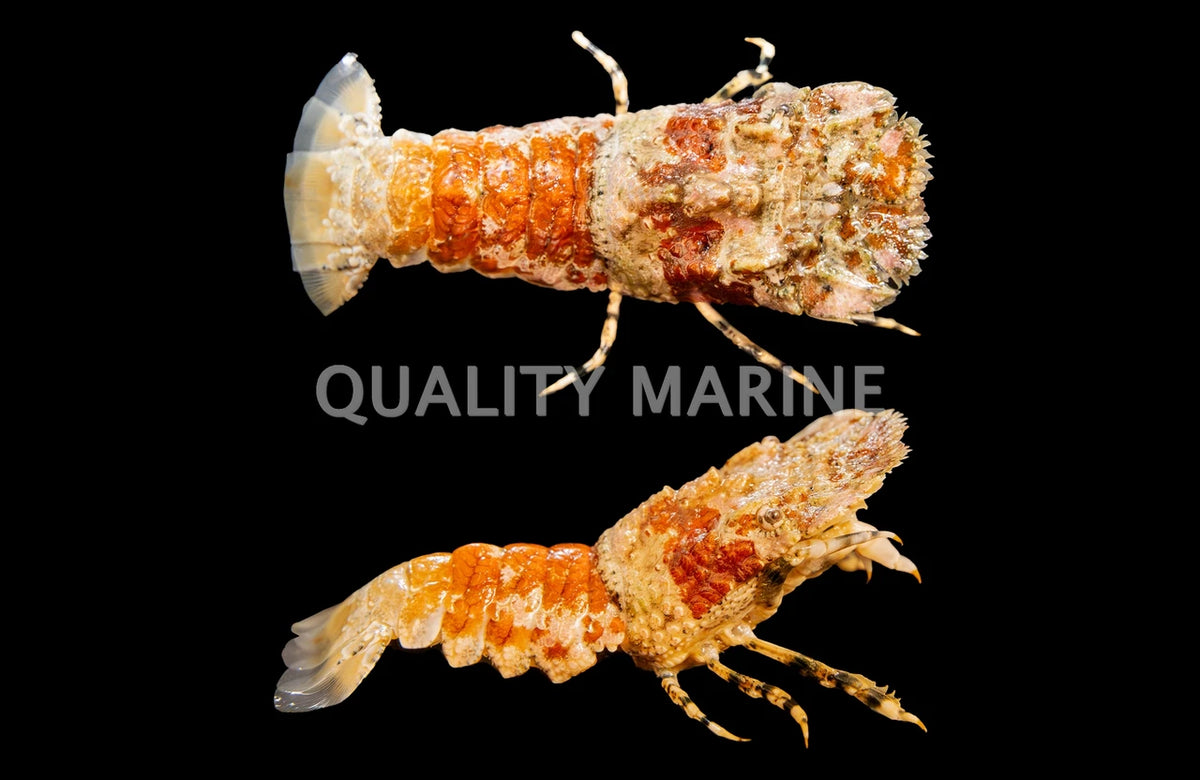 Orange Slipper Lobster (Scyllarides/Thenus sp.) Concrete Blonde Aquatics