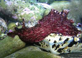 Sea Hare Californica