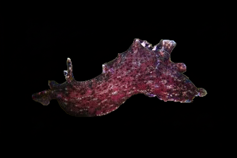 Sea Hare Californica Aplysia californica