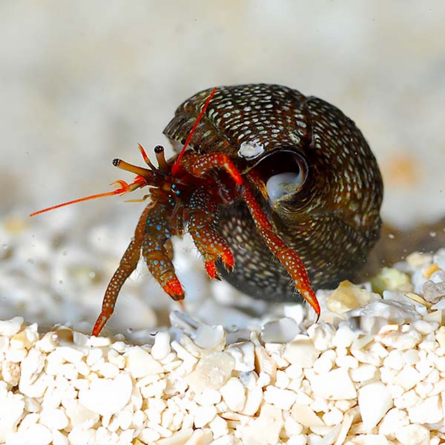 Red Tip Hermit Crab
