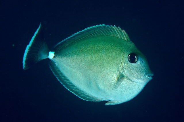 Ring Tail Naso Unicorn Tang