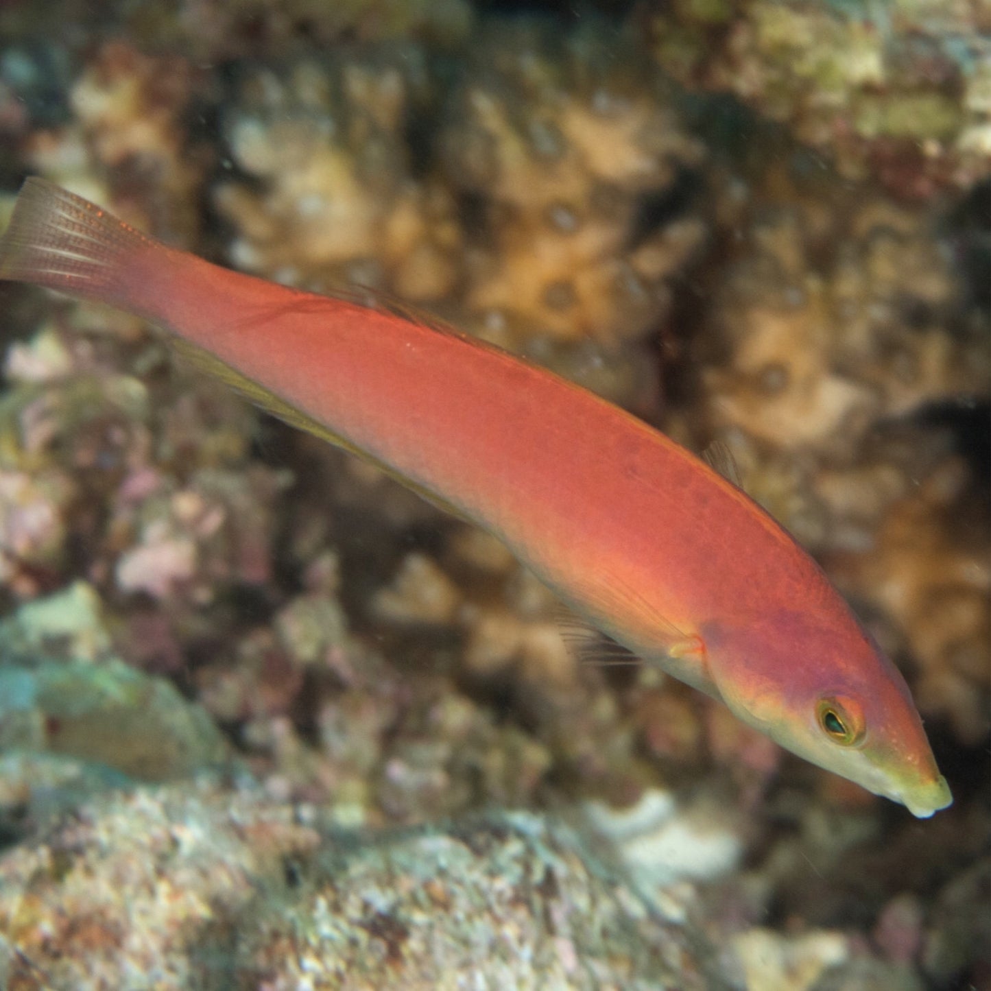 Pencil Wrasse