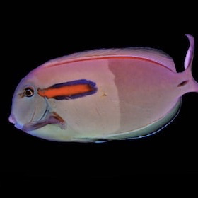 Orange Shoulder Tang