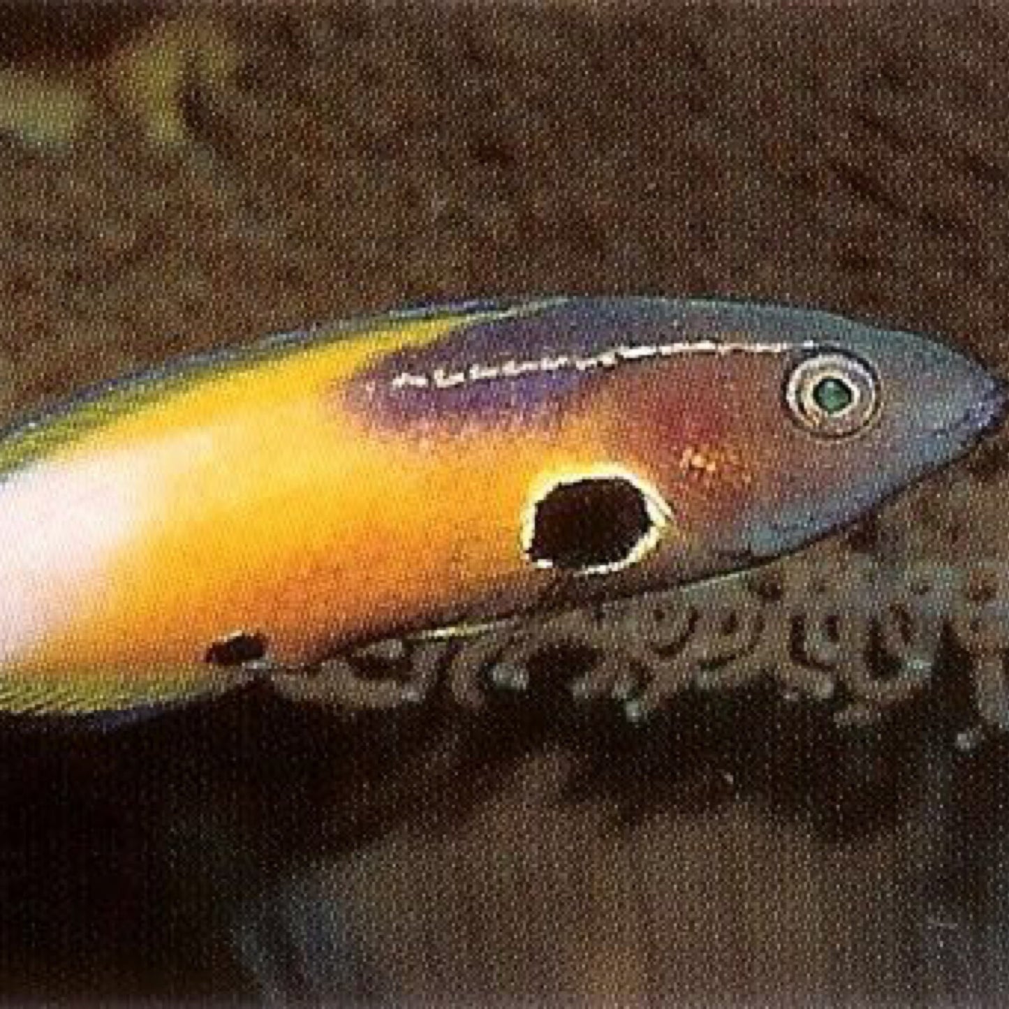 Allens Cleaner Wrasse