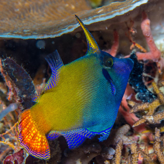 Pulang buntot Aiptasia kumakain ng Filefish