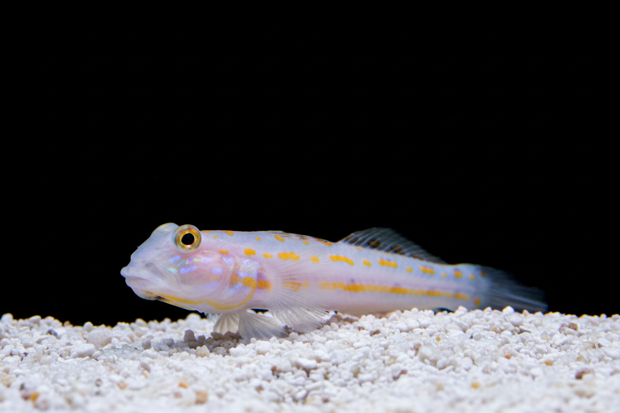 Diamond Watchman Goby