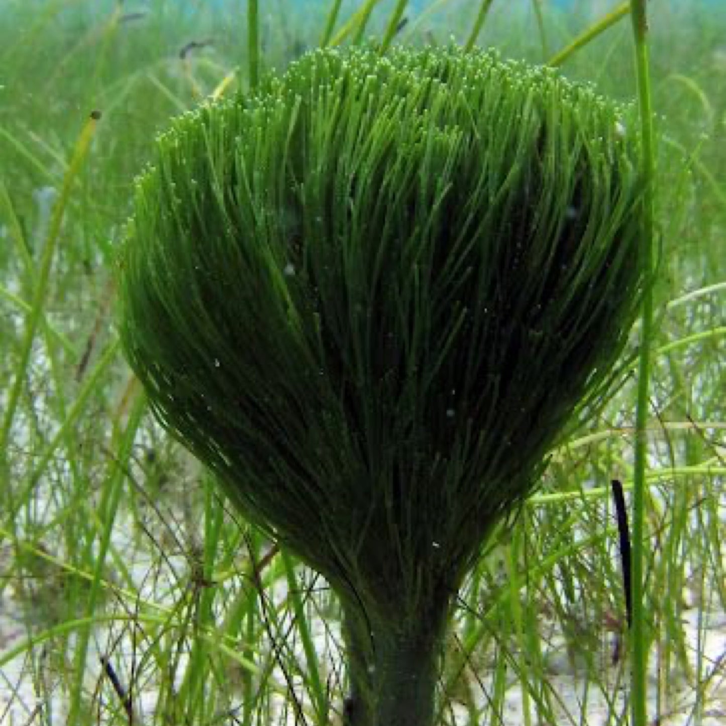 Shaving Brush Macro Algae