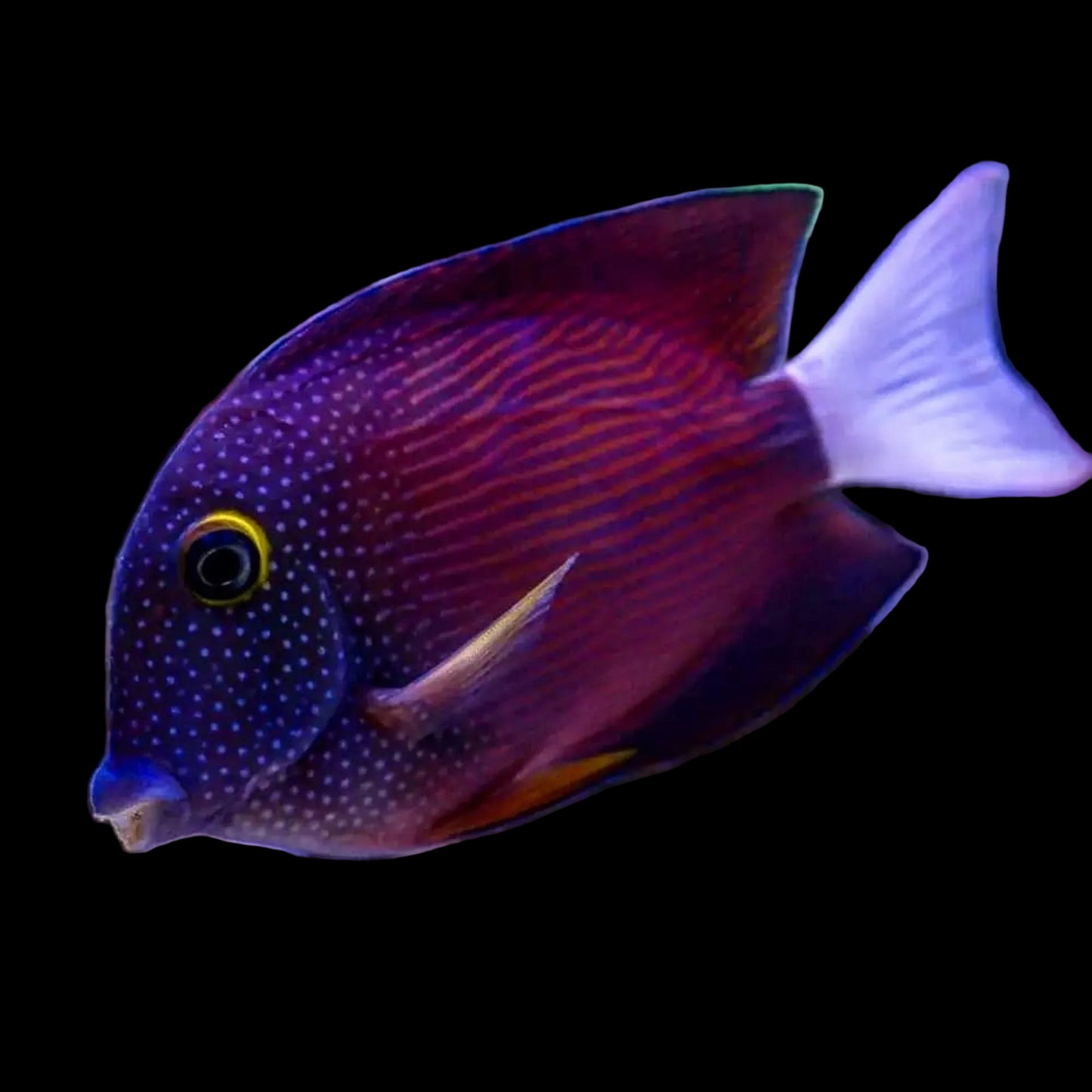 Whitetail Bristletooth Tang