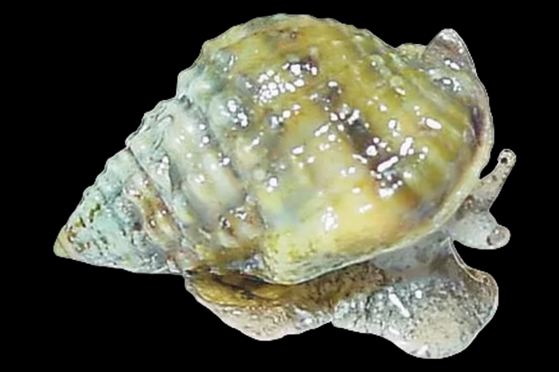 Nassarius baja Snail Nassarius tiarula