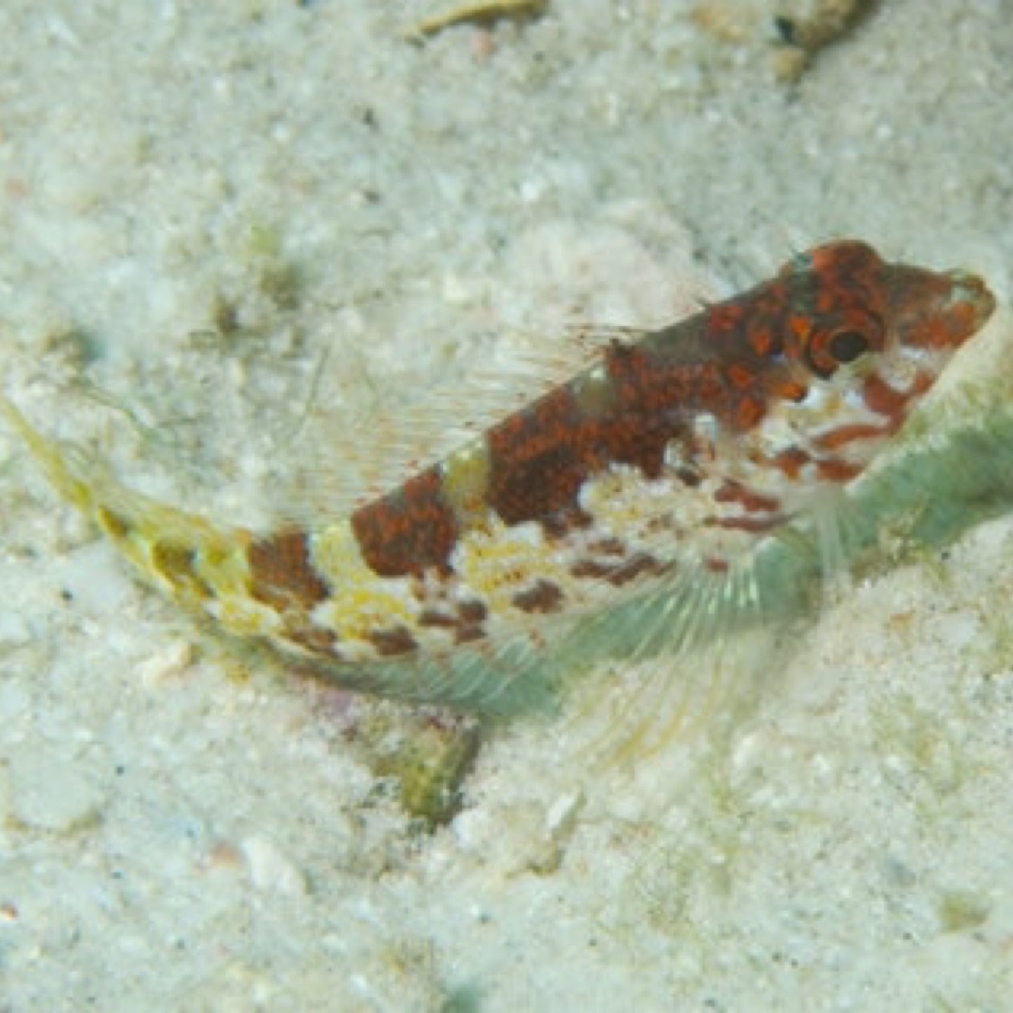 Saddle Blenny