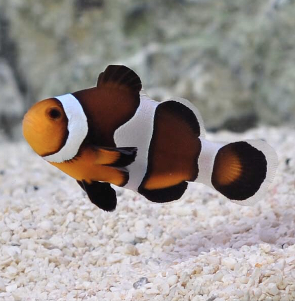 Captive Bred Maine Mocha Clownfish