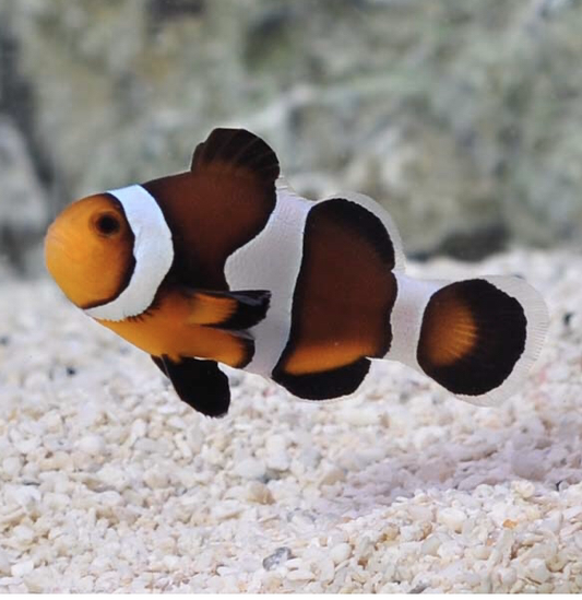 Captive Bred Maine Mocha Clownfish