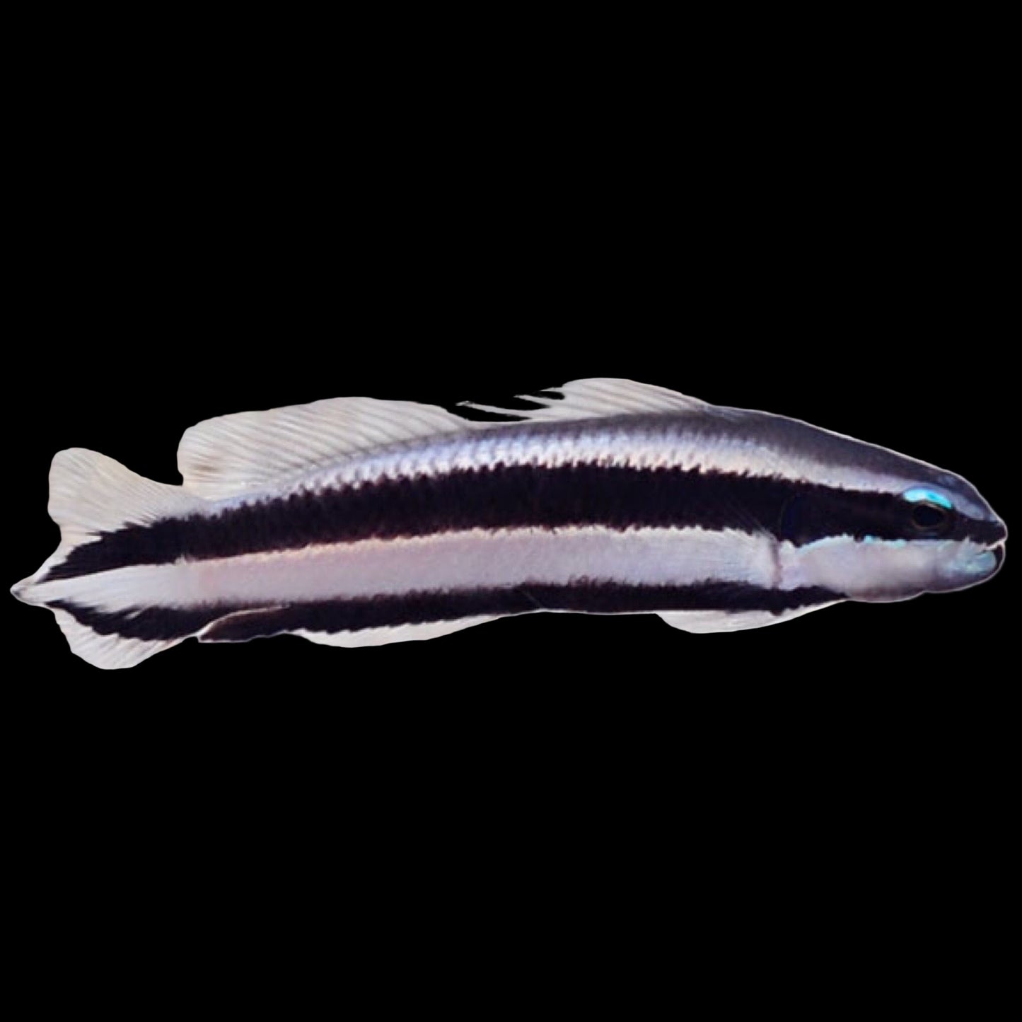 TR Striped Dottyback