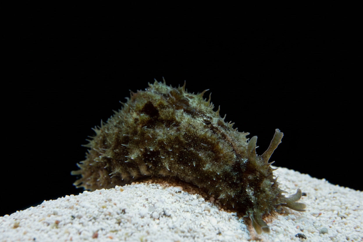 Dolabella Sea hare