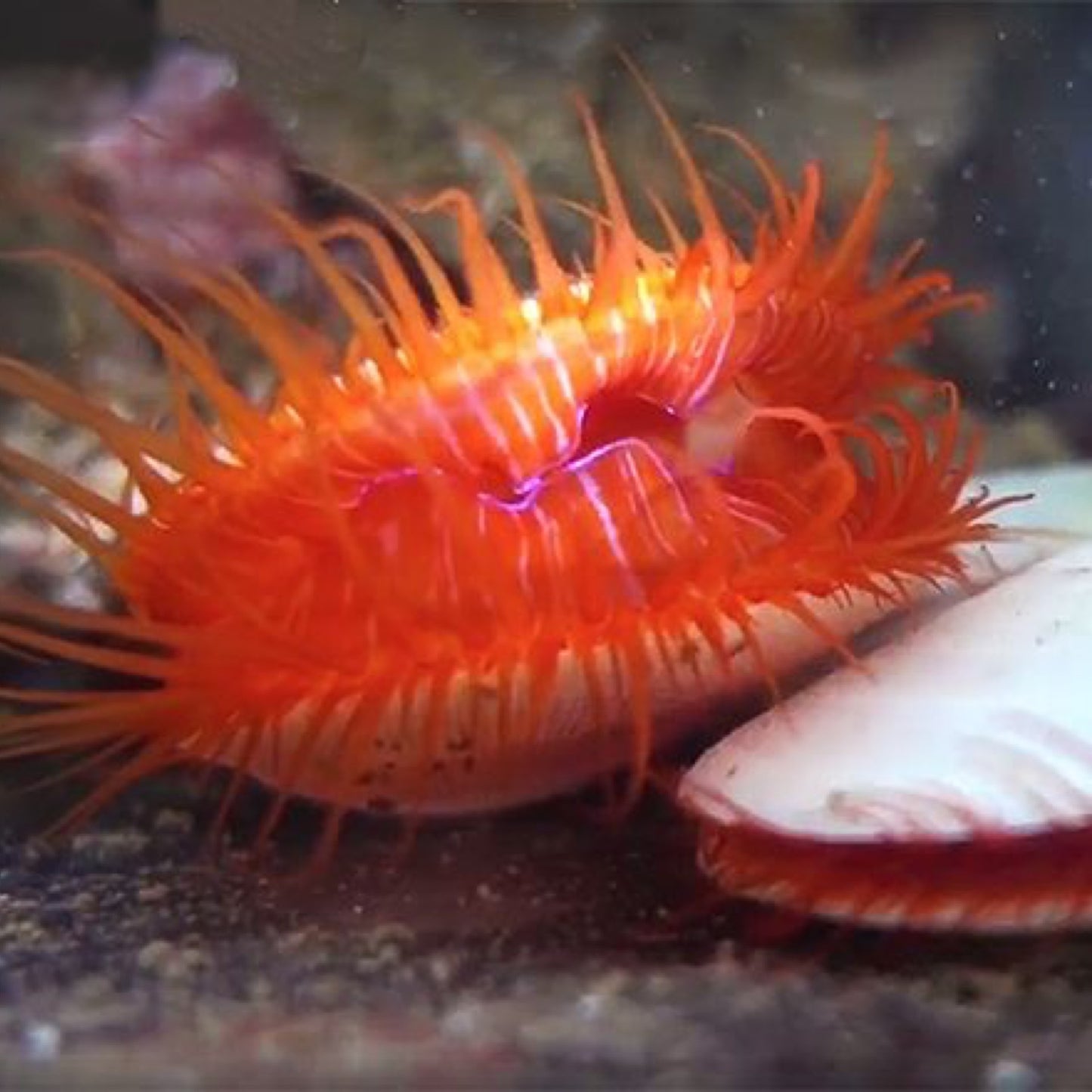 Electric Flame Scallop