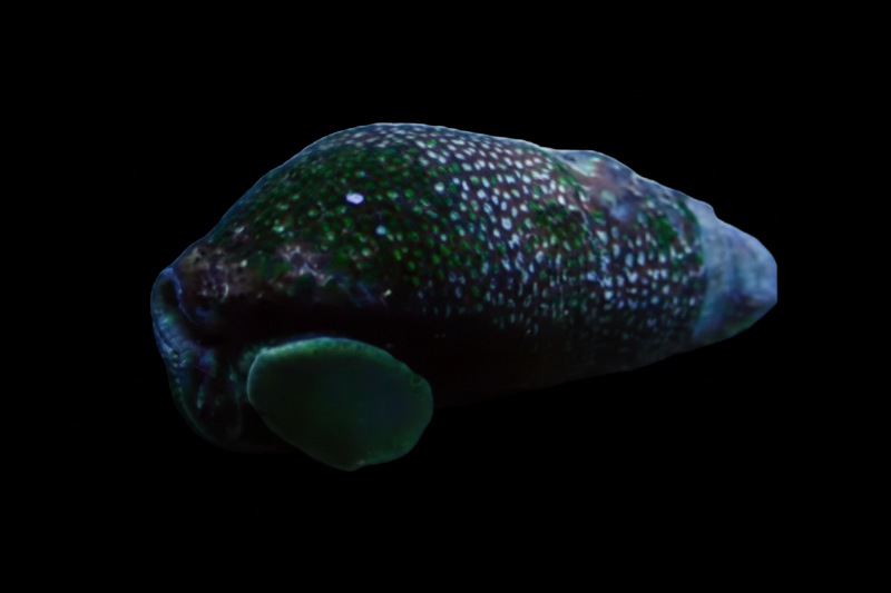 Cerith Cortez Snail Concrete Blonde Aquatics