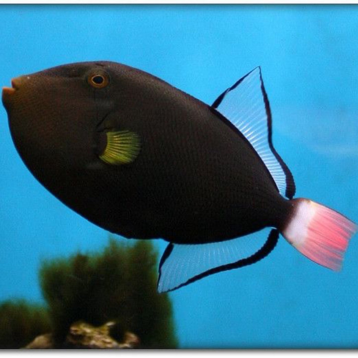 Pink Tail Trigger fish