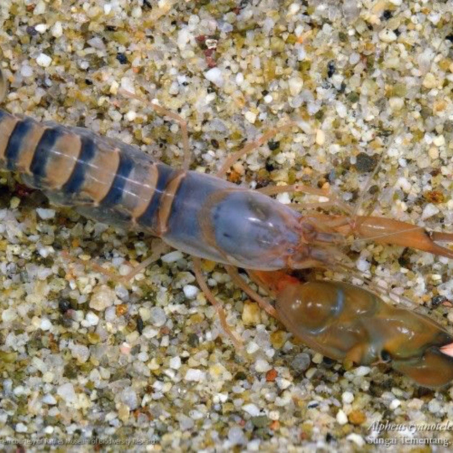 Pistol Shrimp Tail Spot