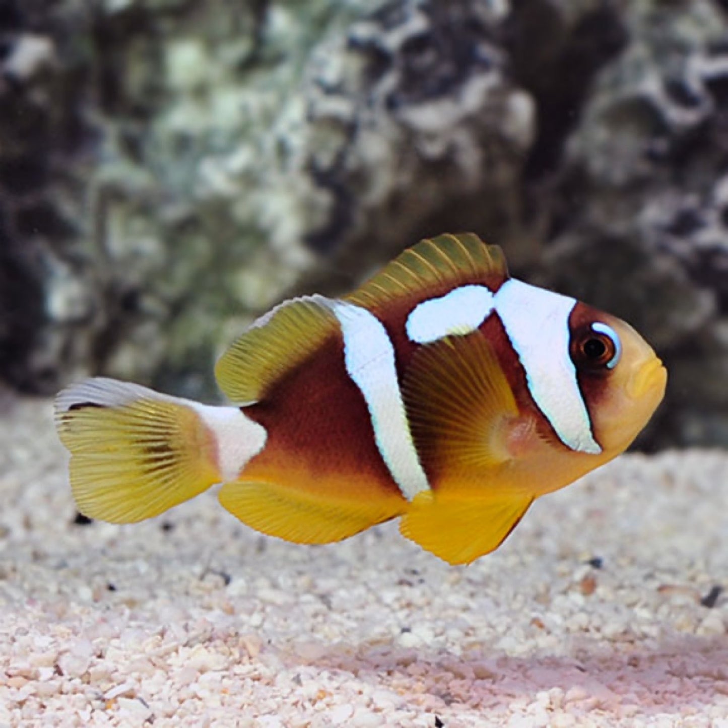 Captive Bred Spotcinctus Clownfish