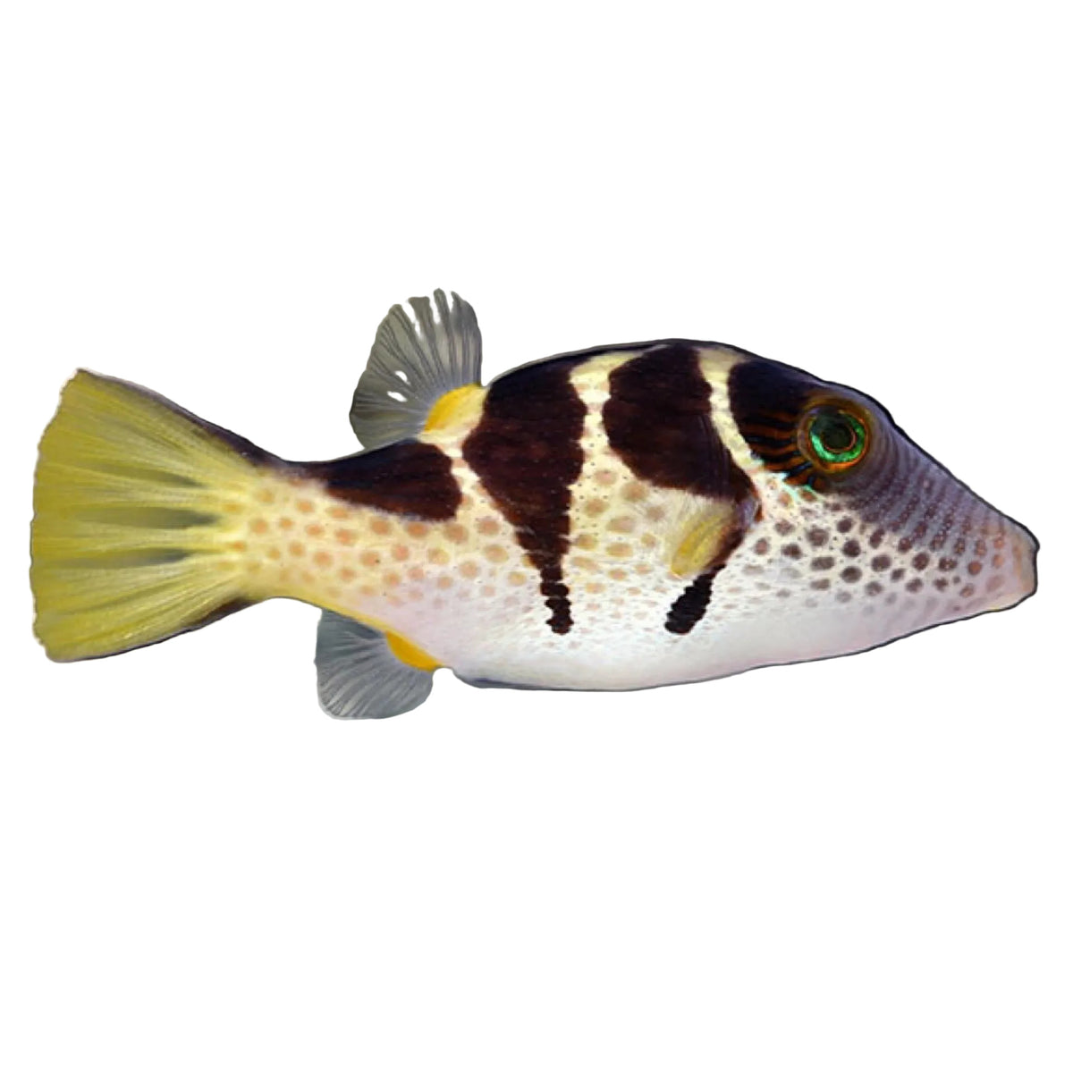 Saddle Valentini Puffer Concrete Blonde Aquatics