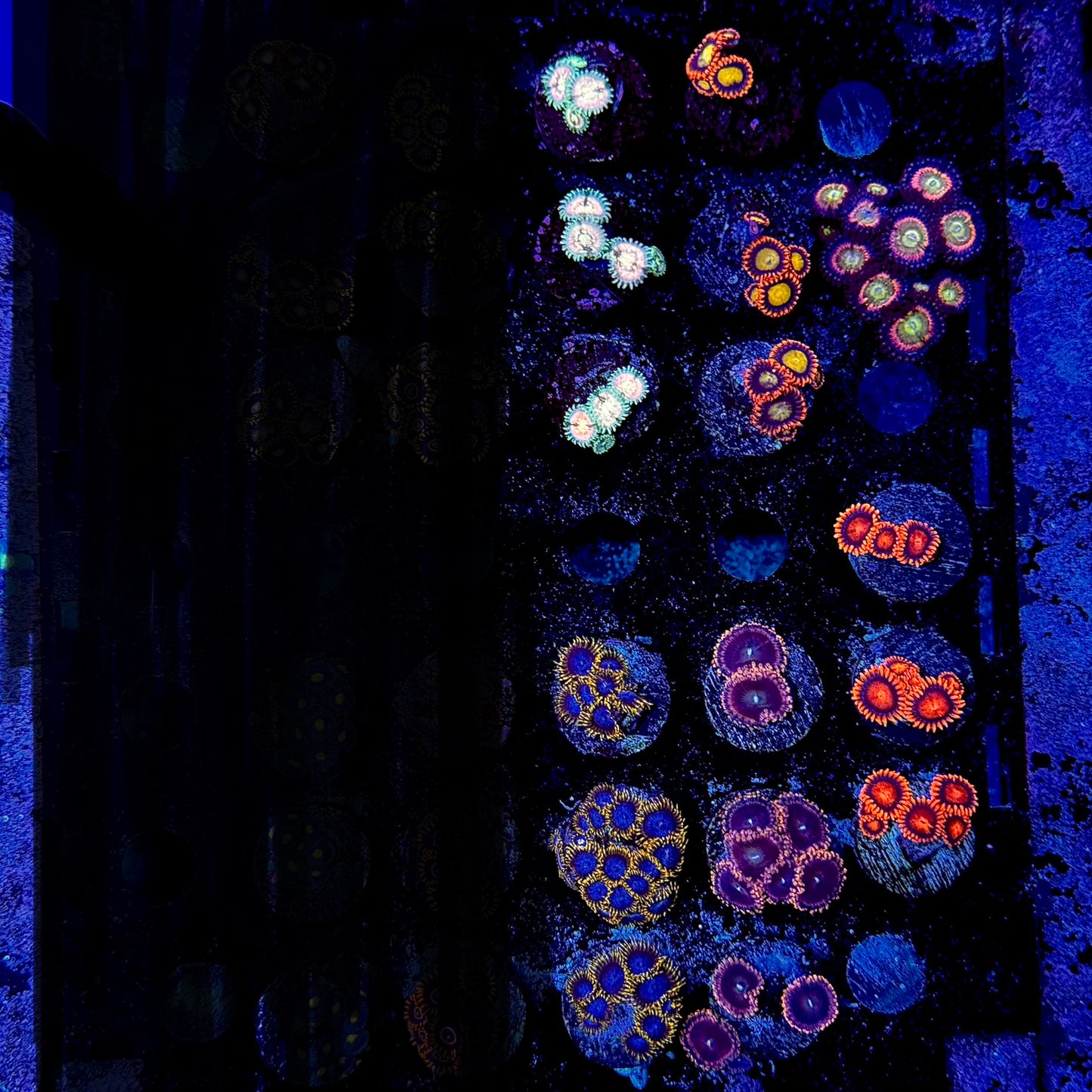 Designer Zoanthid Frags $70