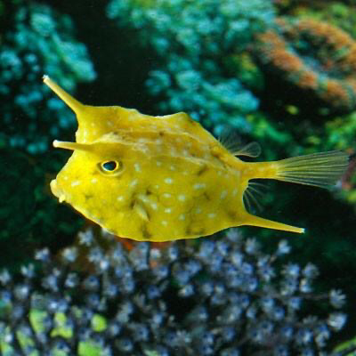 Long Horn Cowfish Small