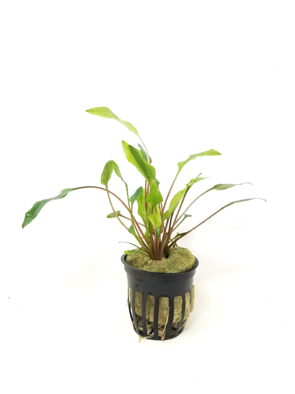 Cryptocoryne lutea