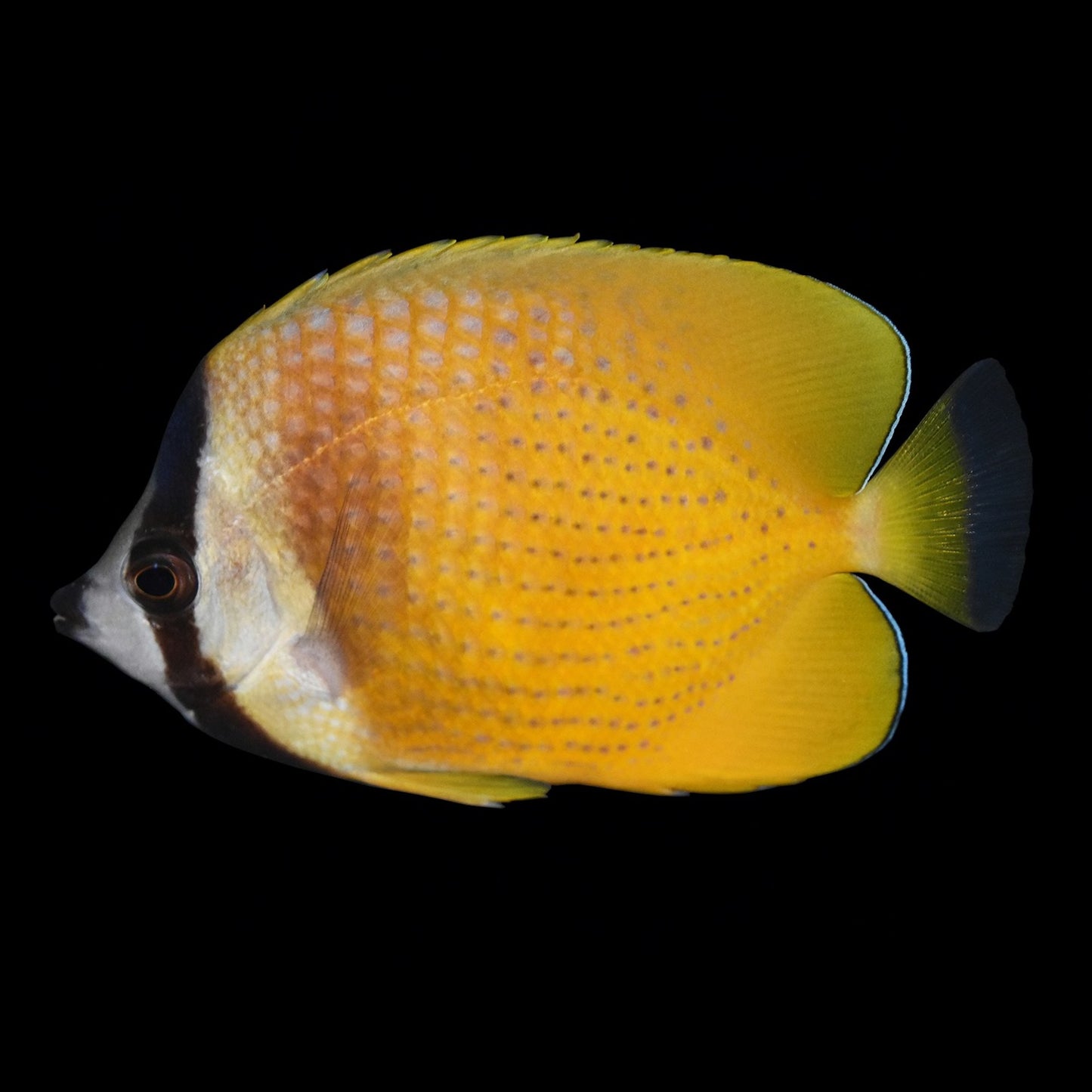 Kleins Butterflyfish