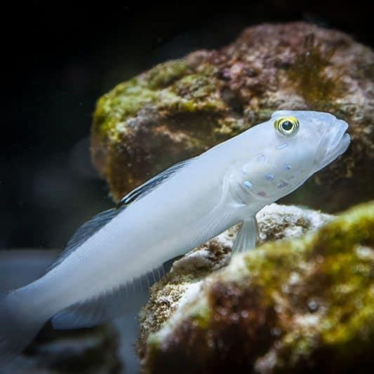 Anim na batik-batik na natutulog na goby